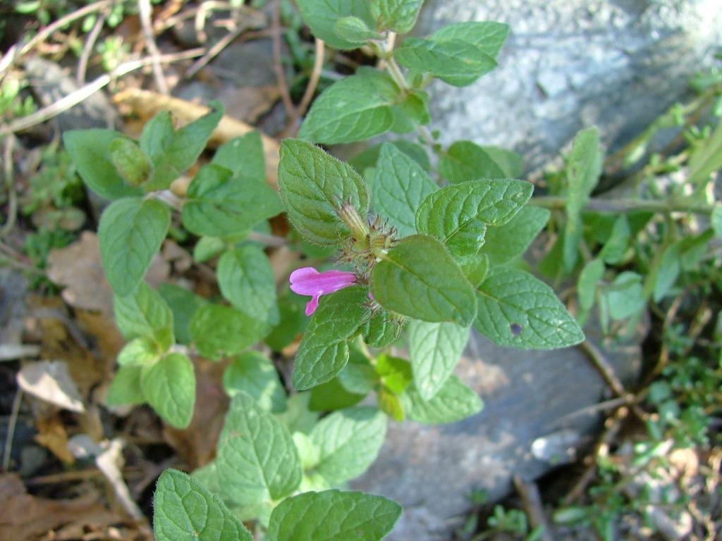 Clinopodium vulgare
